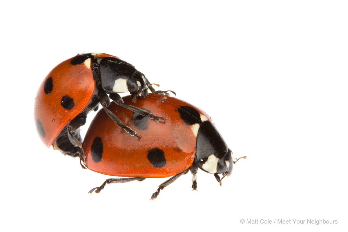 Mating Seven Spot Ladybirds